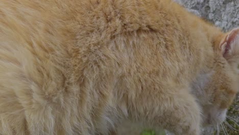close up beautiful orange cat getting scared on a stone wall while drolling