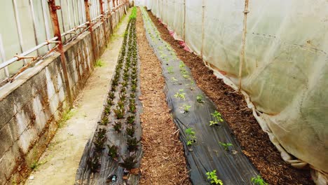 La-Casa-Verde-De-Los-Pobres-Con-Plantas-Jóvenes-De-Tomate-Cultivadas-Y-Cuidadas