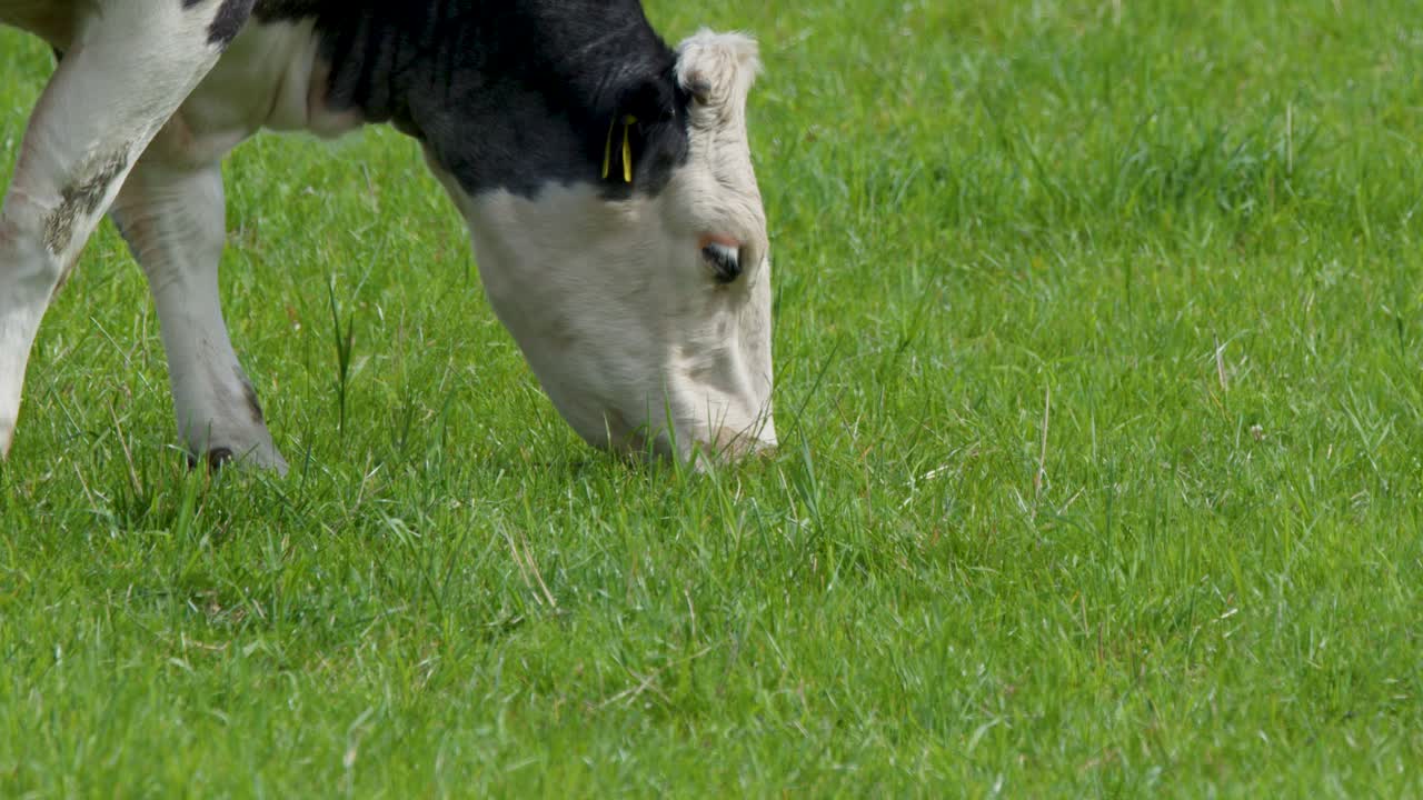 Black and white cow grazes on lush green pasture under natural daylight, steady medium shot