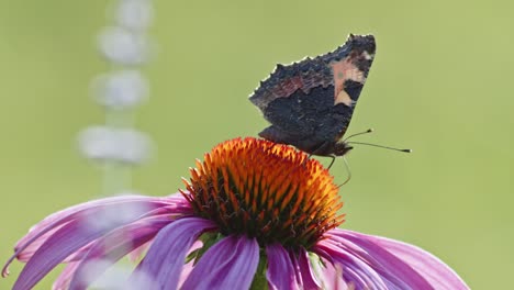 one small tortoiseshell butterfly sits on orange coneflower in sun light