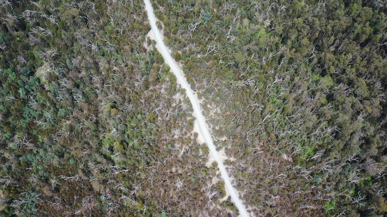 vista aérea de la cima de la cresta cerberus rd a través del denso bosque de victoria