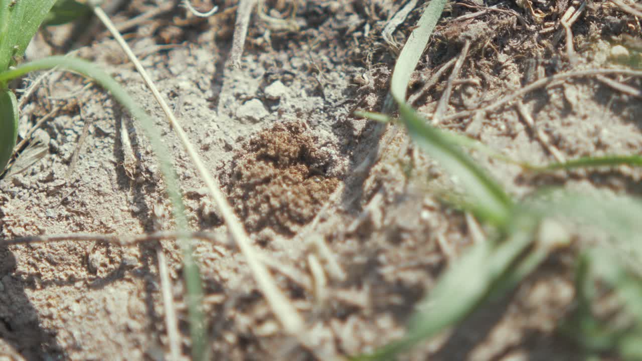 노동자 벌은 은 토양으로 터널을 파고 모래를 제거합니다.