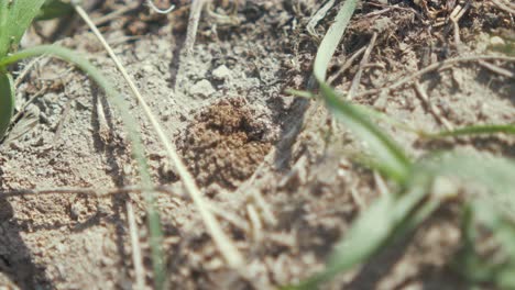 Worker-bee-tunnels-into-fine-soil-removing-sand