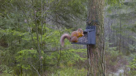 Footage-of-a-wild-Eurasian-red-squirrel-climbing-into-a-bird-feeder-on-a-Scots-pine-tree-at-Centre-Parks-in-Whinfell-Forest,-before-peeling-and-eating-nuts-and-running-down-a-tree