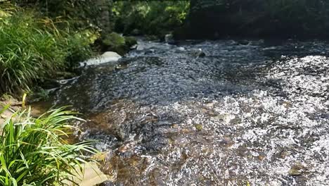 Slow-motion-from-green-river-bank-grass-wilderness-observing-sunlit-shimmering-flowing-woodland-stream