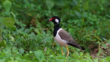 el avefría de barbas rojas es una de las aves más comunes de tailandia