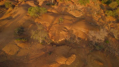 Drone-flying-low-over-sandy-part-of-grassland-with-thick-density-of-trees-at-sunset