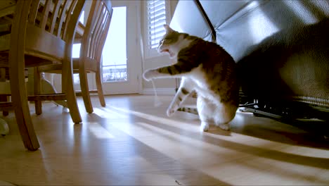 lindo gato doméstico jugando con una cuerda en cámara lenta