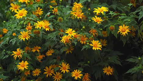 Wild-sunflowers-swaying-in-the-wind