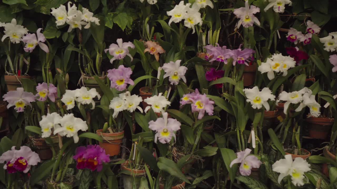 Una bella panoramica rivela orchidee vivaci esposte in una serra tropicale. Sentieri in mattoni conducono attraverso la lussureggiante serra al Tropical Dream Center, Okinawa, Giappone, in inverno.