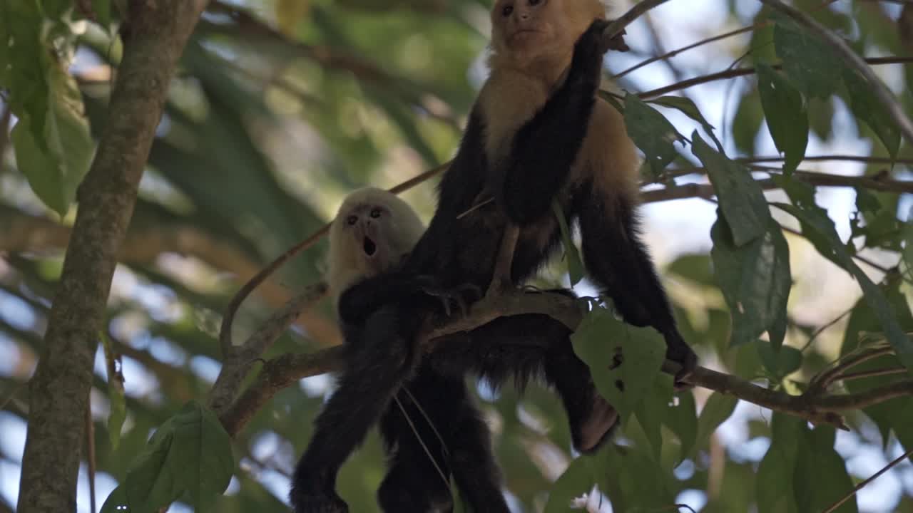 A heartwarming scene of a capuchin monkey mother cradling her infant high in the lush treetops of Cahuita National Park, Costa Rica