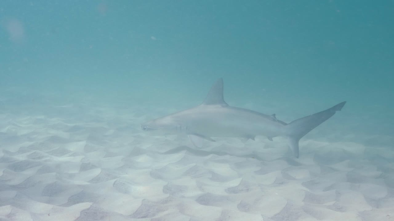 la luz del sol se refleja en el fondo arenoso del océano mientras un tiburón martillo caza su presa.
