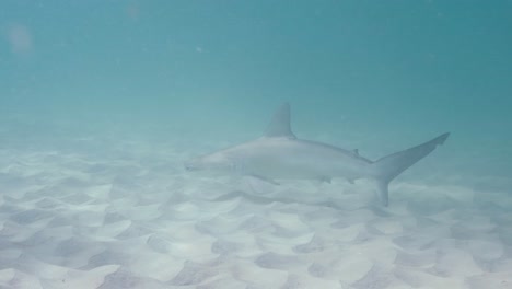 sunlight reflects off the sandy ocean floor as a hammerhead shark hunts for prey