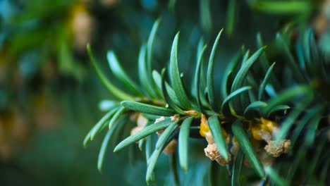 Pine-leaves-slow-motion-shot