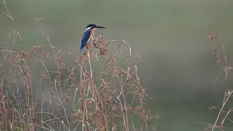 common kingfisher  european kingfisher bird close up