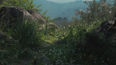 Wunderschöne-Malerische-Aufnahme-Griechischer-Hügel,-Die-Mit-Atemberaubenden-Olivenbäumen-Bedeckt-Sind
