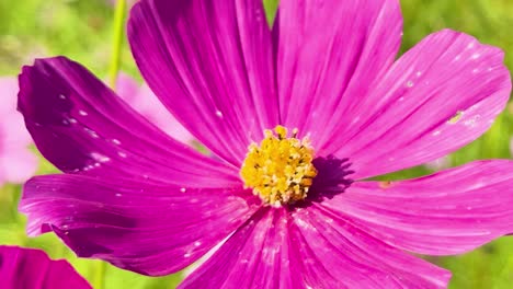 detailed view of bright pink cosmos flowers with yellow centers against a lush green background.
