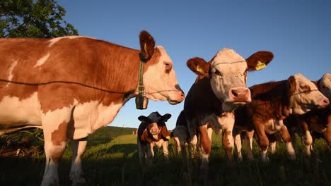 Vacas-Cerca-De-La-Cámara-Una-Está-Mugiendo