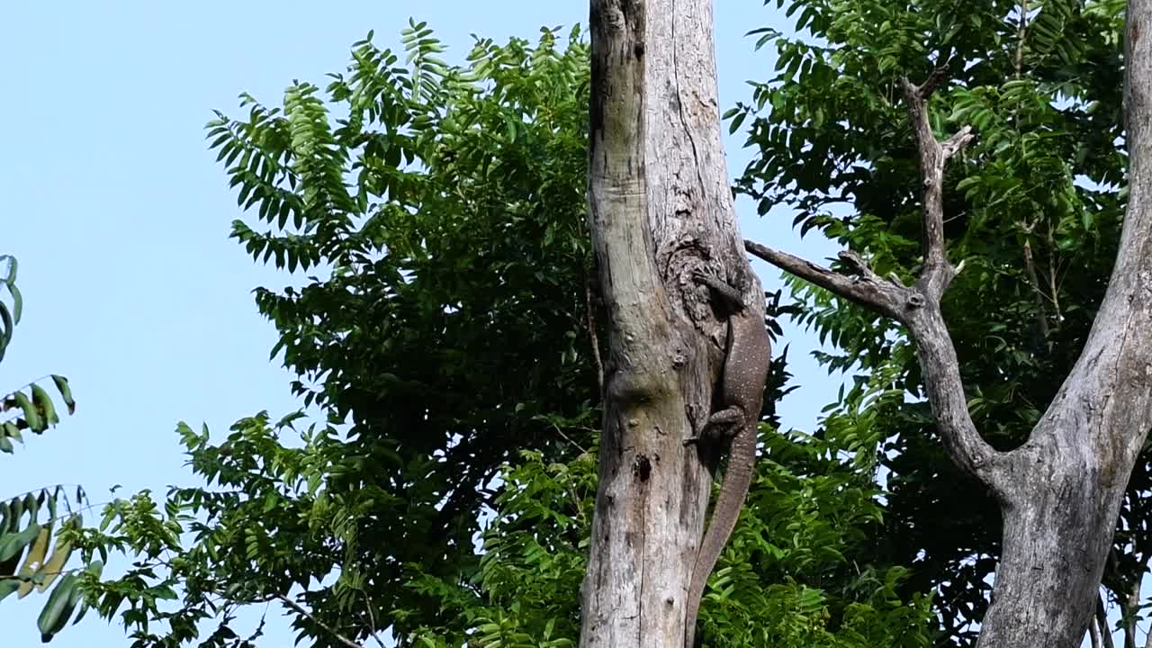 흐린 모니터 도마뱀은 태국과 아시아의 다른 국가에서 발견됩니다.