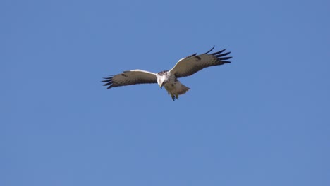 dutch blonde buzzard predator in flight prepare to attack prey in windy weather