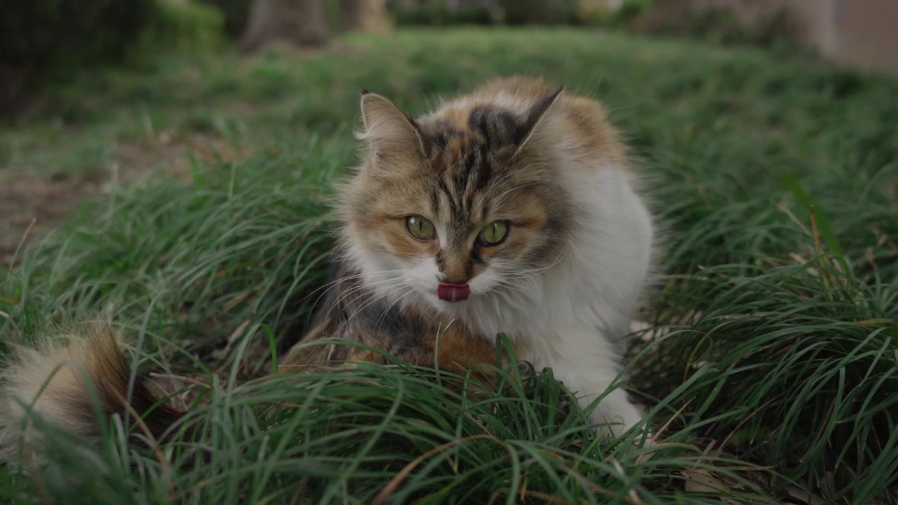 La vita di un gatto domestico a pelo lungo 15