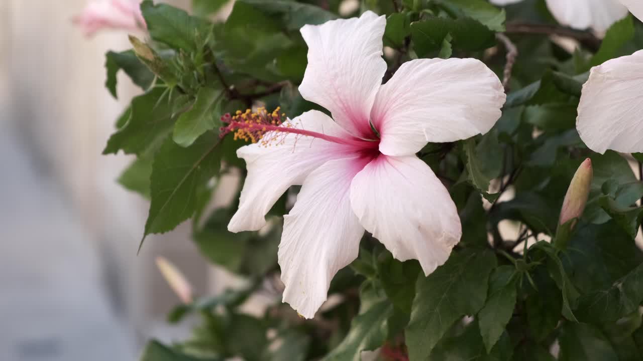 Ibisco maltese, fiore bianco luna, circondato da un'ape nel vento
