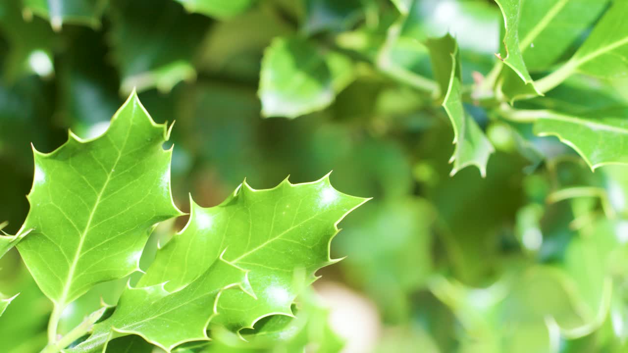 Close-up of green ivy leaves moving in sunlight, soft focus, natural outdoor setting, handheld camera