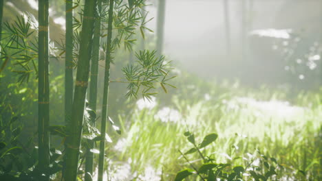 Bosque-Verde-De-Bambú-En-La-Niebla-De-La-Mañana