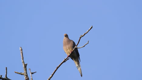 A-beige-mourning-dove-perched-on-a-leafless-treetop-against-a-blue-sky-background