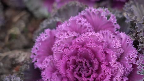 purple kale cabbage growing in garden