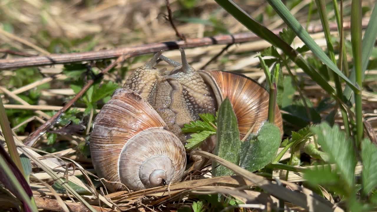 Close-up view of Roman snails (Helix pomatia) mating. Four times faster than real life. Saaremaa, Estonia.
