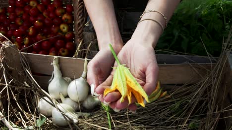 Conceptual-footage-of-young-girl's-hands-offering-a-pumpkin-yellow-flower-to-us