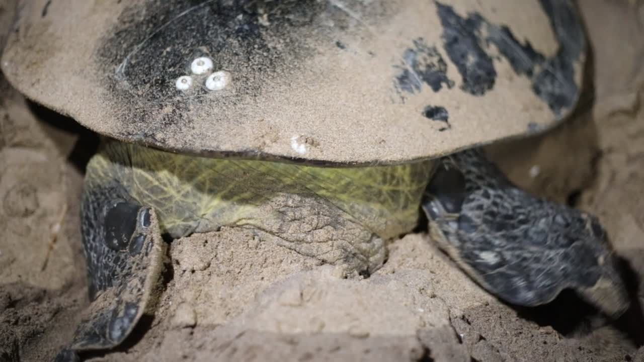 Turtles giving birth and a conservationalist measuring them at night during nesting season.