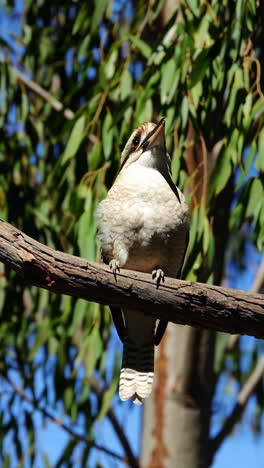 kookaburra on a branch