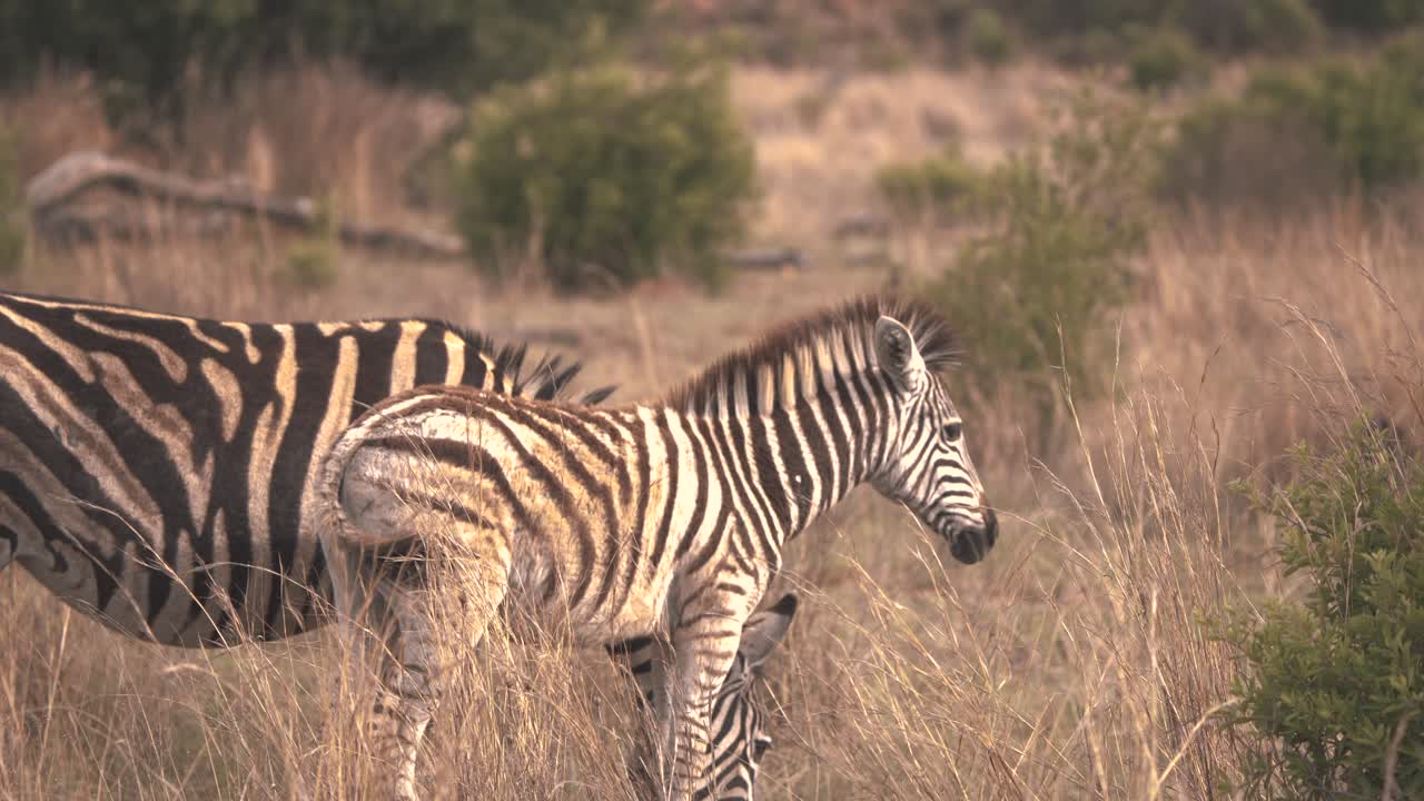 Zebra di pianura femmina e il suo puledro che pascolano nell'erba della savana africana.