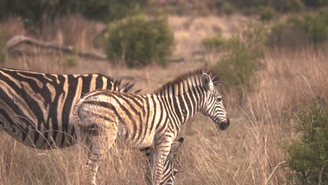 plains zebra mare and her foal grazing in african savannah grass