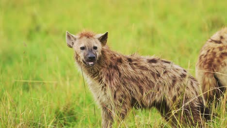 Toma-En-Cámara-Lenta-De-Hienas-Mirando-En-Un-Exuberante-Paisaje-De-Hierba-Para-Buscar-Comida,-Solas-En-Las-Praderas-De-Masai-Mara,-Vida-Silvestre-Africana-En-La-Reserva-Nacional-De-Masai-Mara,-Kenia