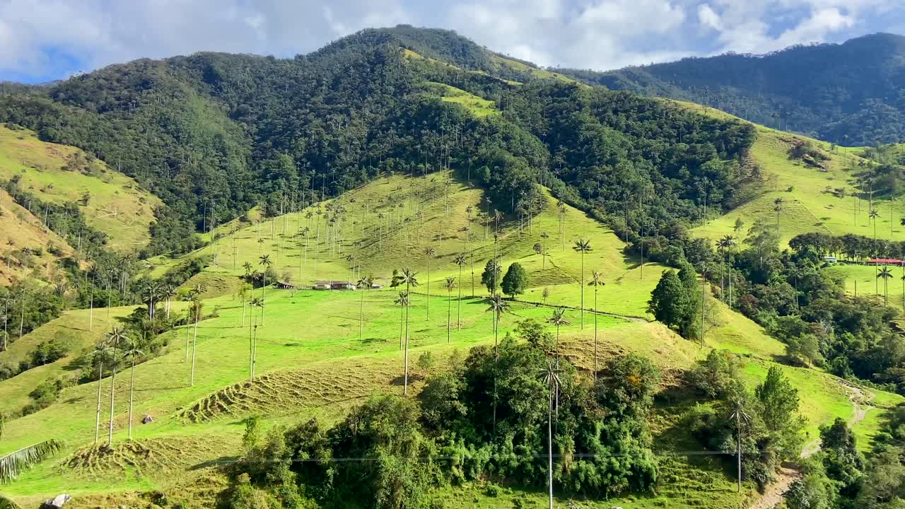el épico valle de cocora con palmeras de cera en el cinturón del café de colombia
