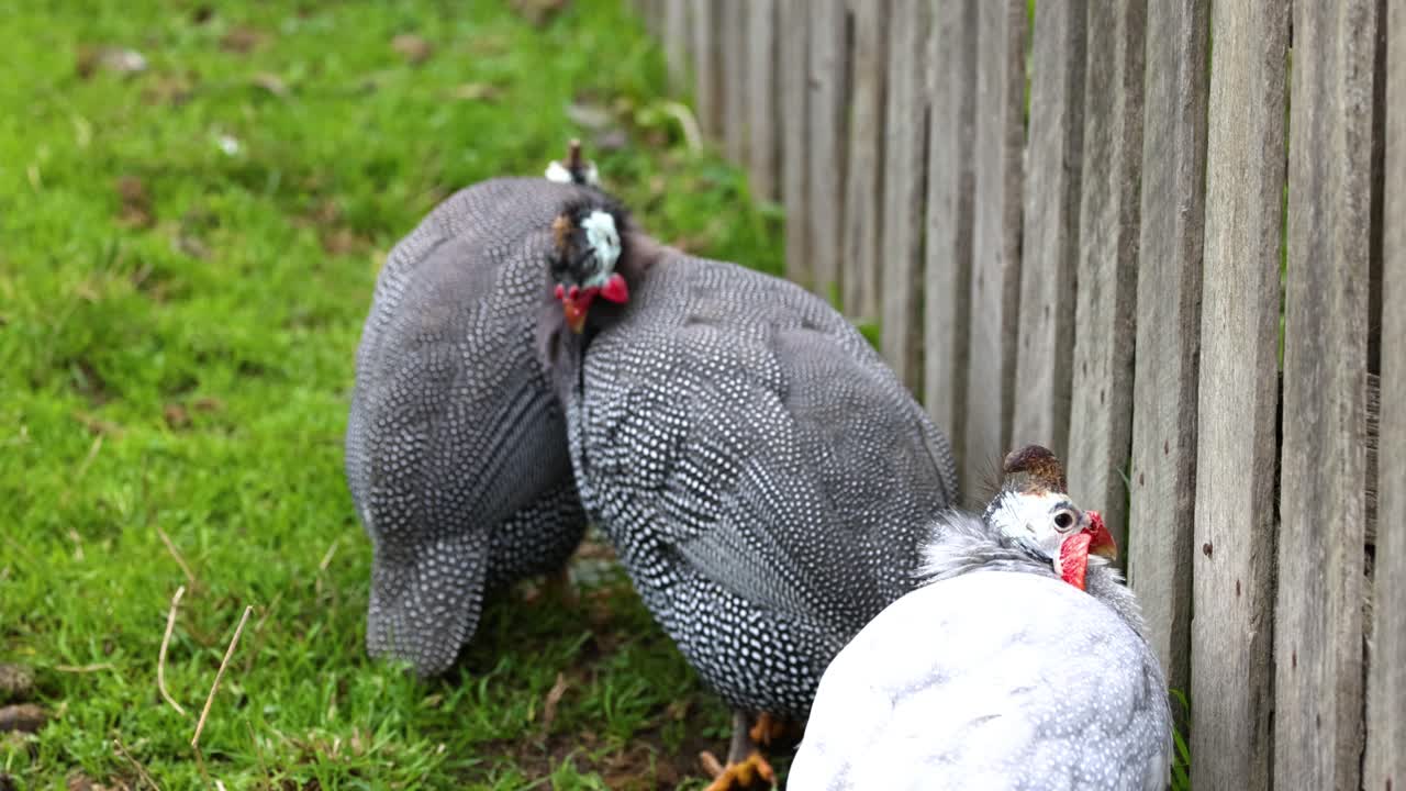 나무 울타리 에서 서로 손질하는 기니파울