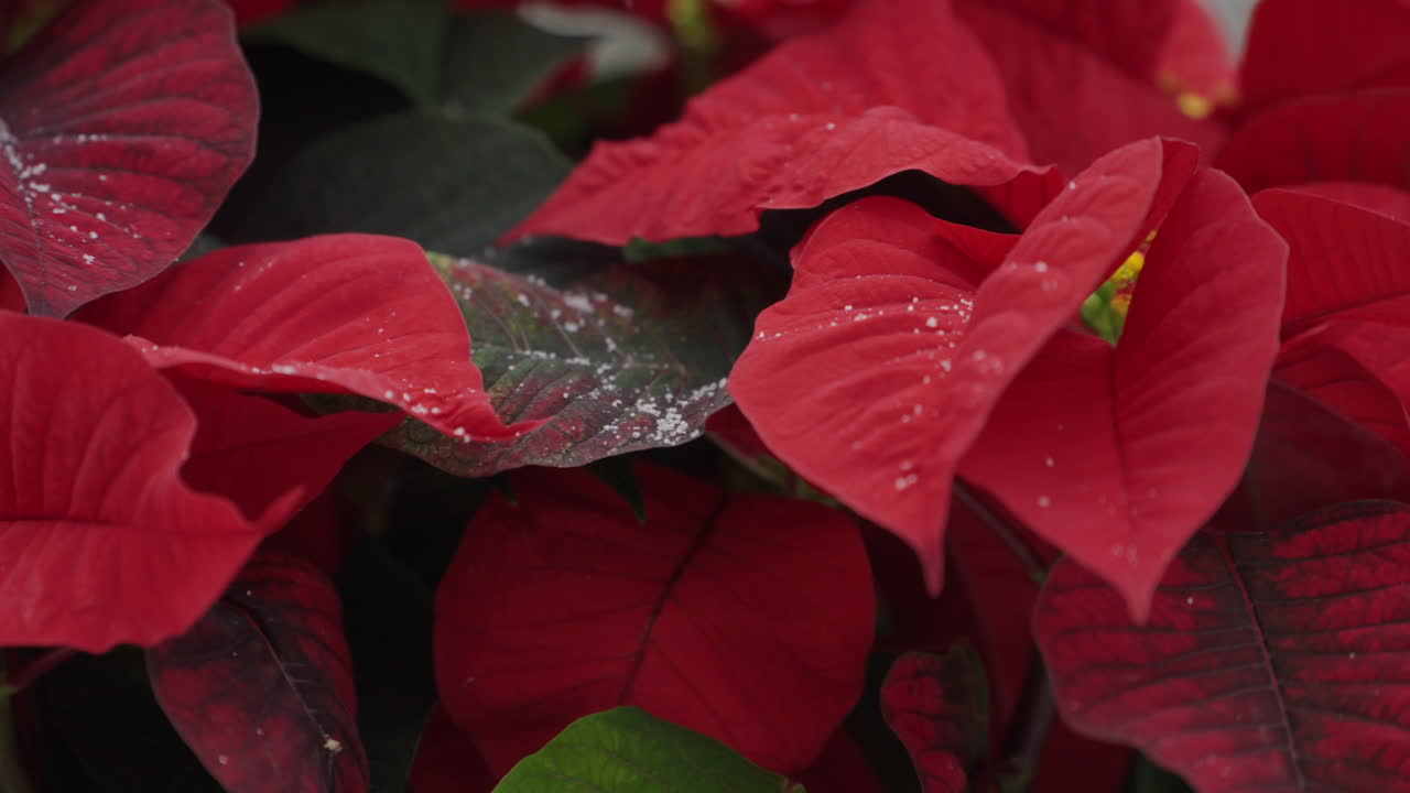 neve caindo em uma planta de poinsettia de natal vibrante e vermelha