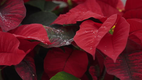 Nieve-Cayendo-Sobre-Una-Planta-De-Nochebuena-Navideña-Roja-Y-Vibrante