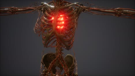 animación cg de un corazón humano enfermo