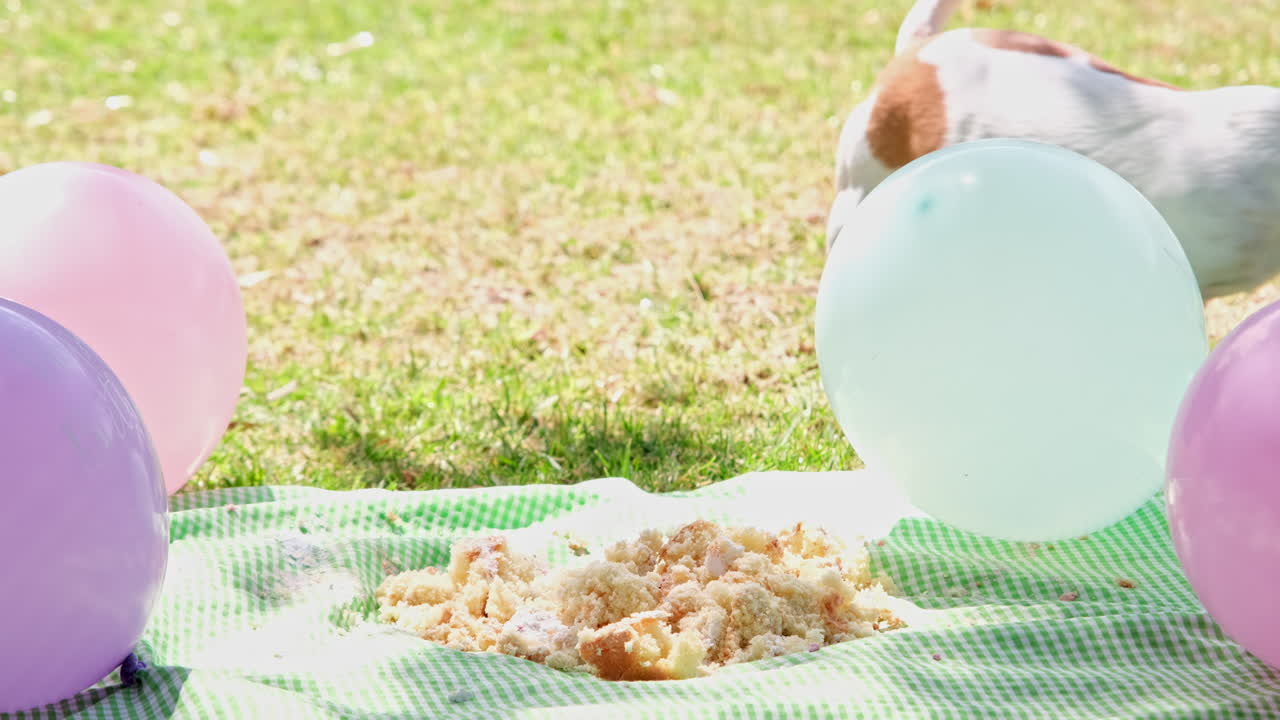 Opportunistic Jack Russell pet dog takes bite to test leftover birthday cake