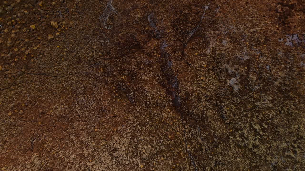 drone aéreo mirando hacia abajo mientras vuela sobre hermosos humedales con hierba alta