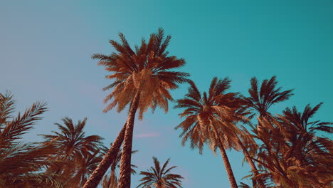 view-of-the-palm-trees-passing-by-under-blue-skies