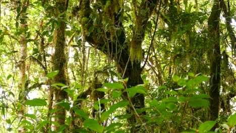 small bird searching for food in the jungle of costa rica