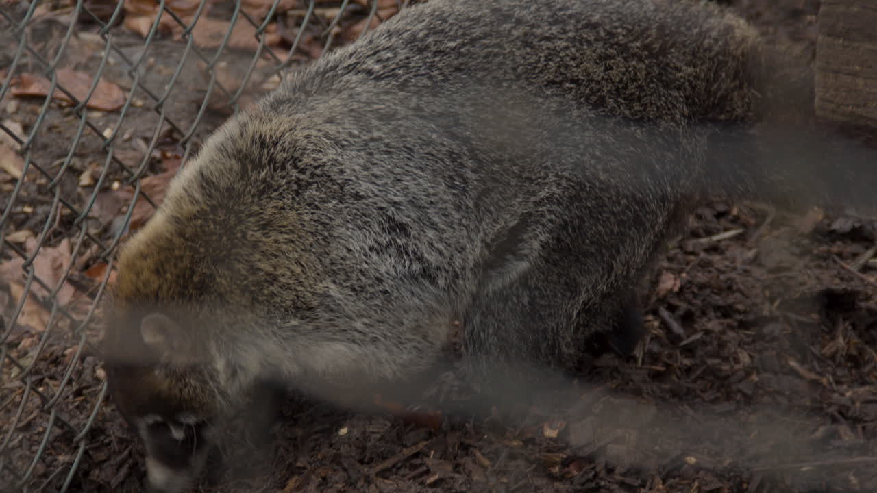 coatí de cola anillada tratando de cavar debajo de la cerca y escapando de una jaula pequeña