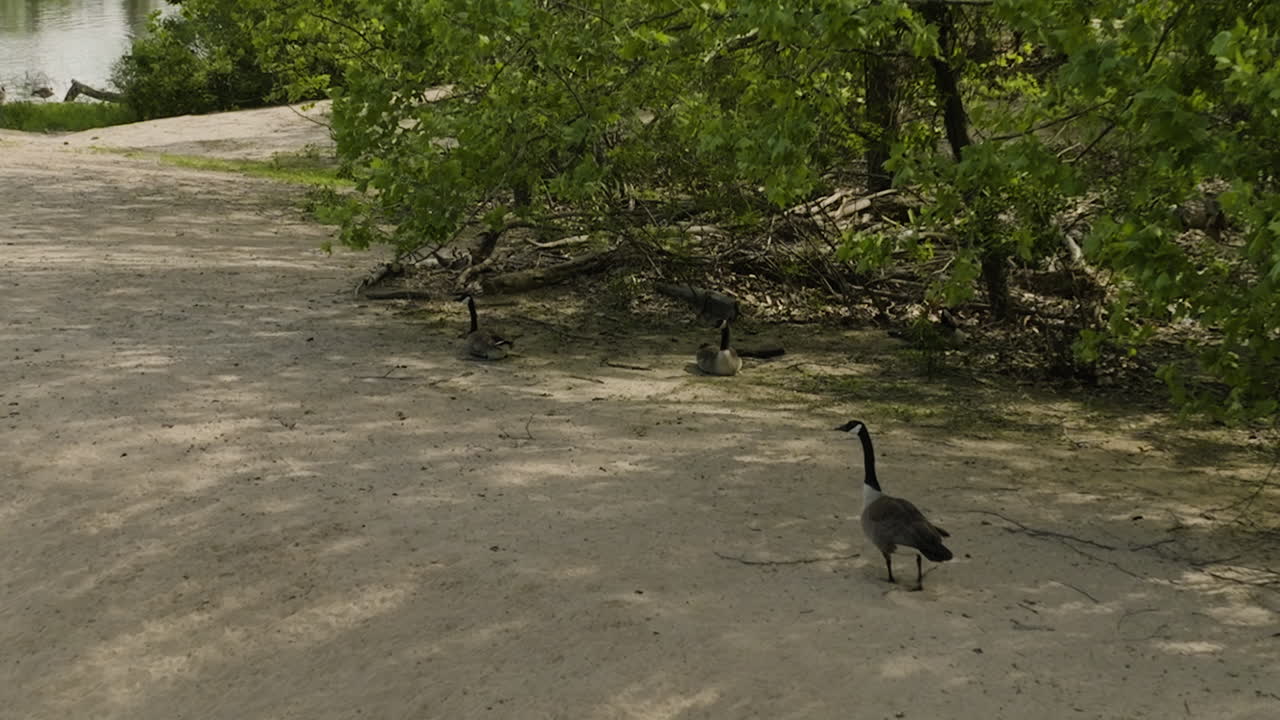 아칸소 주 밴 버런의 리 크리크 공원 (lee creek park) 에서 나무 에서 산책하고 휴식을 취하고 있는 거위