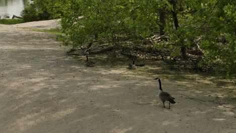 goose walking and resting under the trees in lee creek park, van buren, arkansas