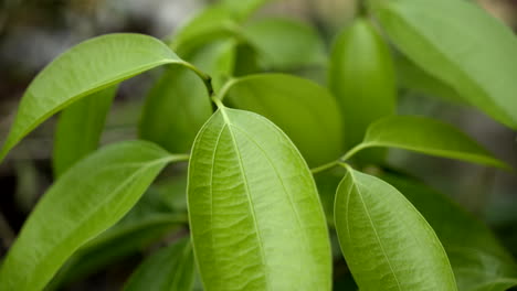 vista de cerca de la hoja de la planta de canela